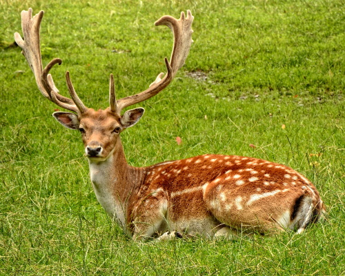A deer