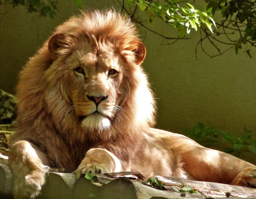 A lion