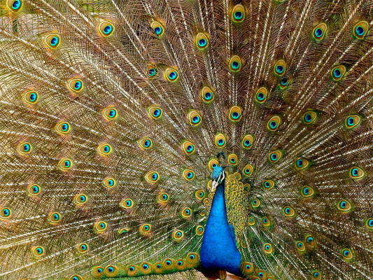 A peacock